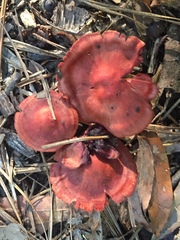 Cortinarius marylandensis