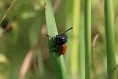 Labidostomis taxicornis
