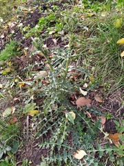 Carduus acanthoides