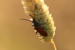 Labidostomis taxicornis