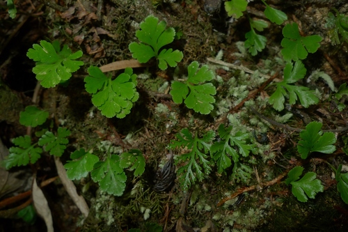 Haresfoot fern (Davallia pusilla)