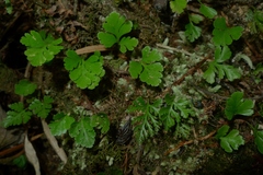 Davallia pusilla