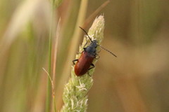 Labidostomis taxicornis