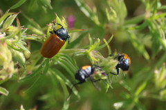 Labidostomis taxicornis