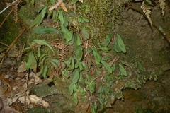 Elaphoglossum glabratum
