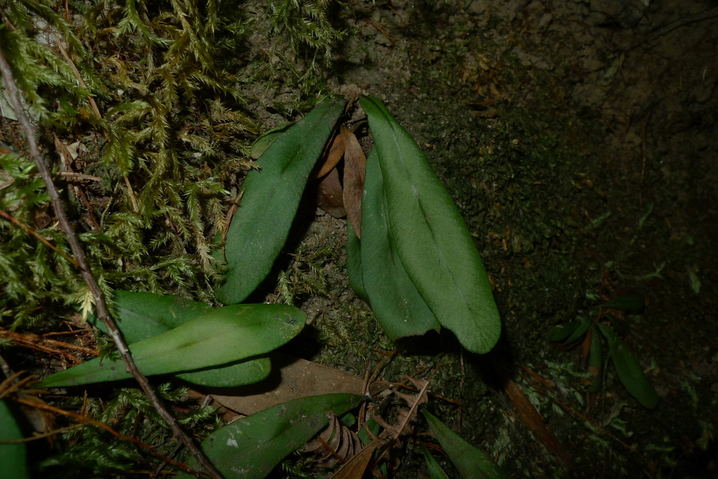 Elaphoglossum glabratum