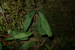 Elaphoglossum glabratum