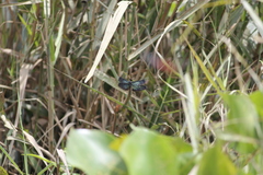 Rhyothemis plutonia