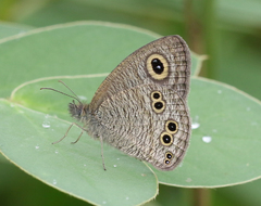 Ypthima baldus madrasa