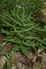 Lindsaea ensifolia