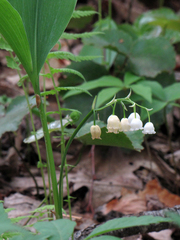Convallaria pseudomajalis