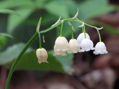 Convallaria pseudomajalis