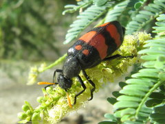Hycleus scalaris