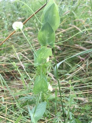 Lathyrus aphaca