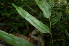 Lindsaea ensifolia