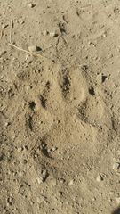 Hyaena hyaena