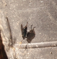 Hymenoptera