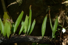 Pyrrosia confluens