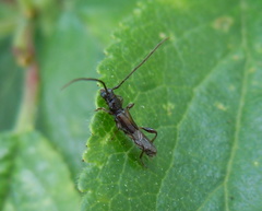 Molorchus umbellatarum