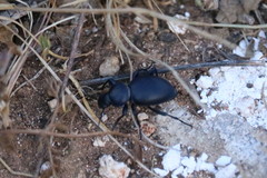 Tentyria laevigata