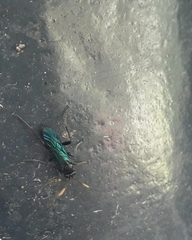Hymenoptera