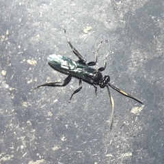 Hymenoptera
