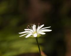 Stellaria flaccida