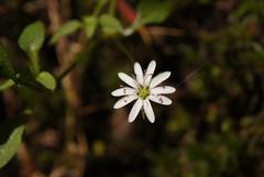 Stellaria flaccida