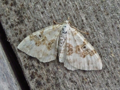 Xanthorhoe montanata