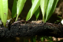 Pyrrosia confluens