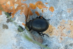 Timarcha tenebricosa