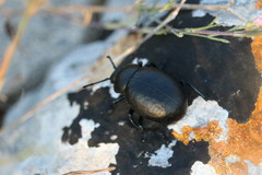 Timarcha tenebricosa