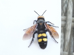 Megascolia maculata flavifrons