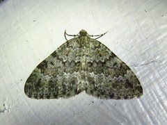 Entephria caesiata