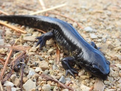Ambystoma tigrinum