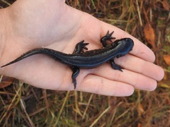 Ambystoma tigrinum