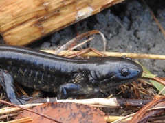 Ambystoma tigrinum