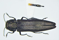 Agrilus granulatus