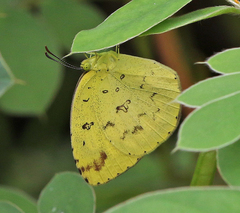 Eurema hecabe hecabe