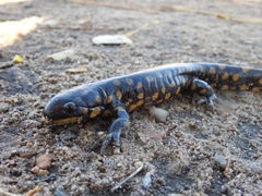 Ambystoma tigrinum