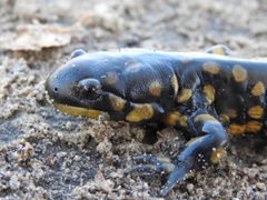 Ambystoma tigrinum