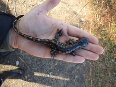 Ambystoma tigrinum