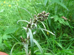 Omalotheca norvegica