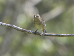 Sporophila nigricollis
