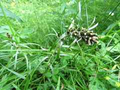 Omalotheca norvegica