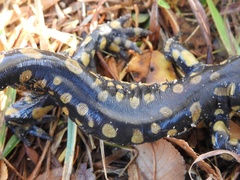 Ambystoma tigrinum