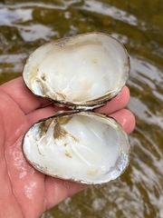 Lampsilis straminea