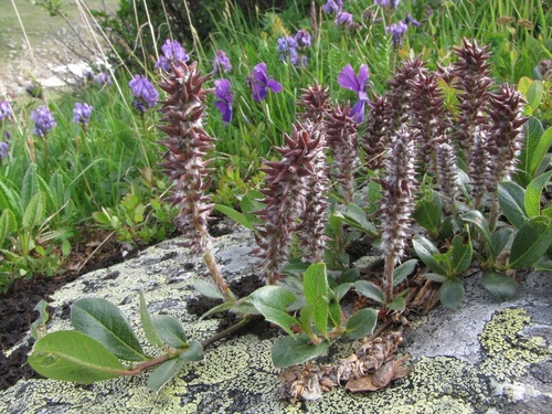 Salix rectijulis