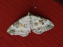 Xanthorhoe montanata