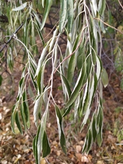 Elaeagnus angustifolia